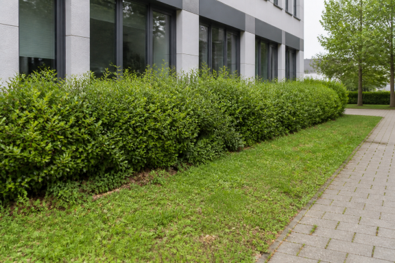 Ungepflegte Grünanlage vor professioneller Grünanlagenpflege